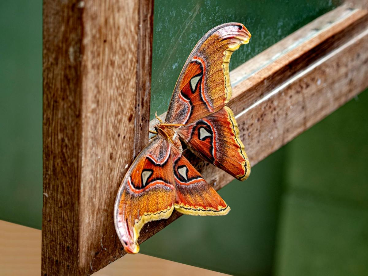 Metamorphosis