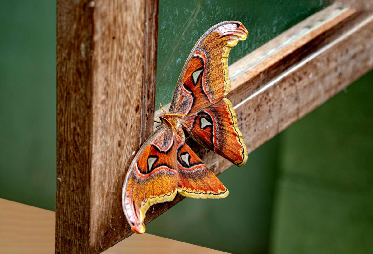 Metamorphosis